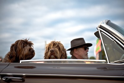 一名男子驾驶一辆汽车，带着两条狗的照片